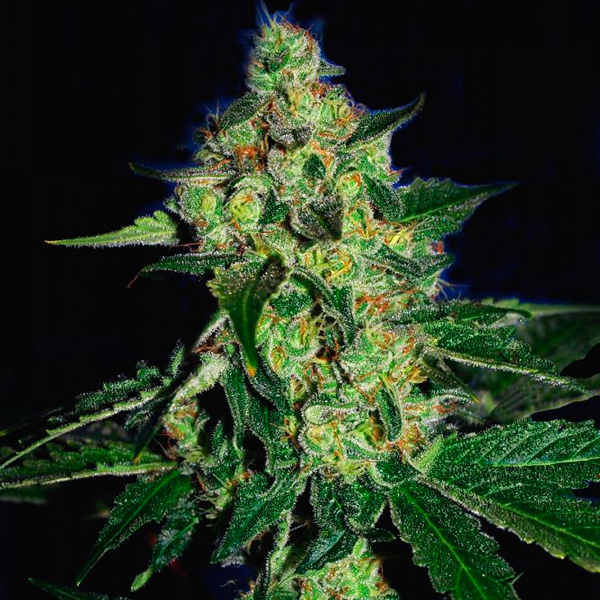 Sugarmill feminizada de The Cali Connection