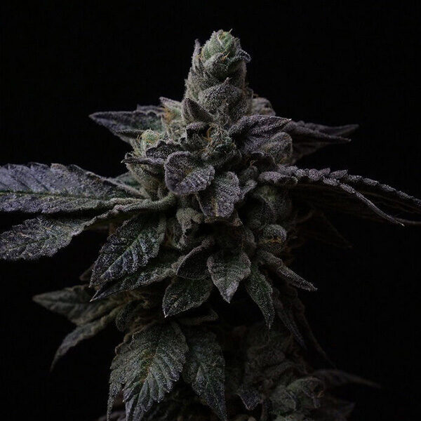 Suguz feminizada de R-kiem Seeds