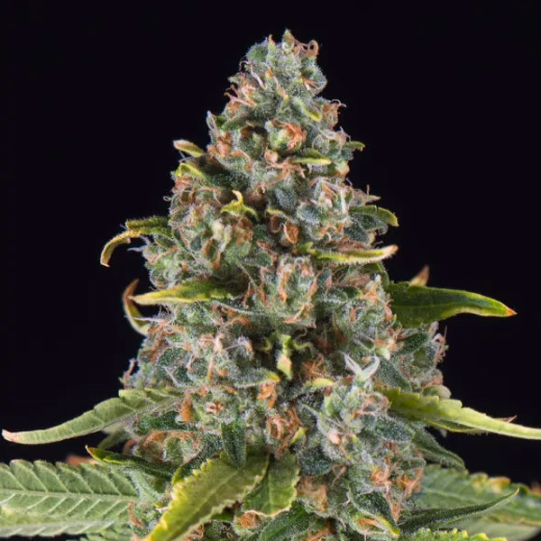 Summer Sweet Triploid feminizada de Triploid Genetics