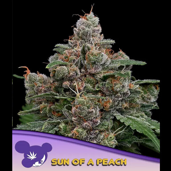 Sun Of A Peach feminizada de Anesia Seeds