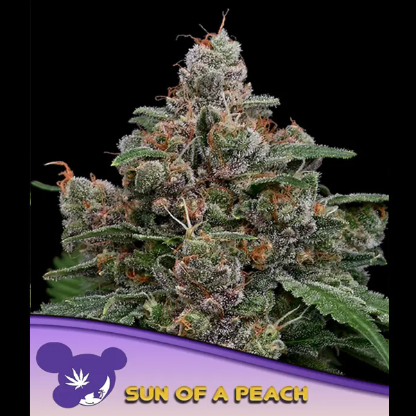 Sun Of A Peach feminizada de Anesia Seeds
