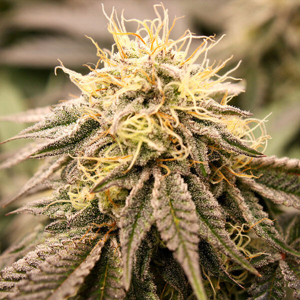 Sundogz feminizada de Humboldt Seed Organization