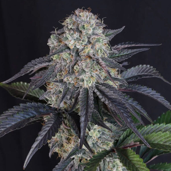 Sundae Frost Auto de Fast Buds