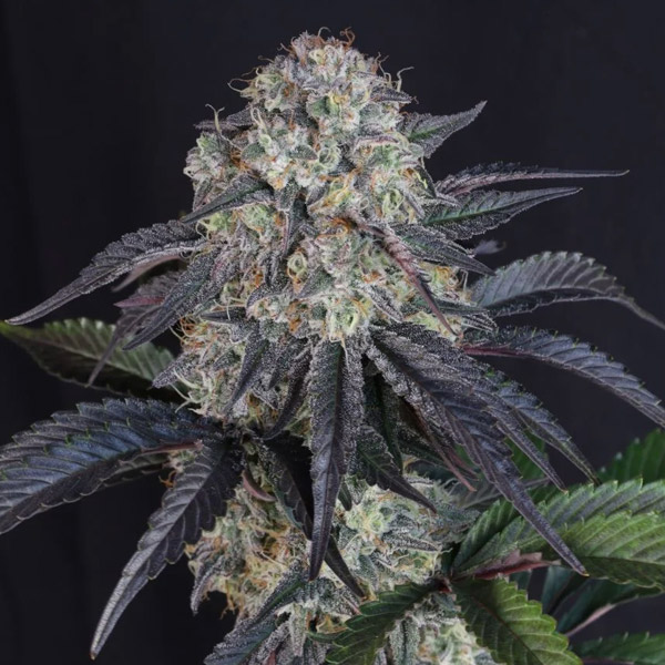 Sundae Frost Auto de Fast Buds