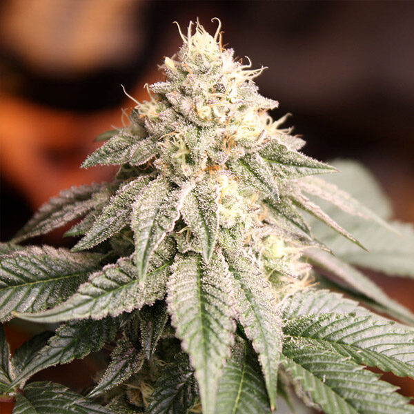 Sunset Bride feminizada de Humboldt Seed Organization