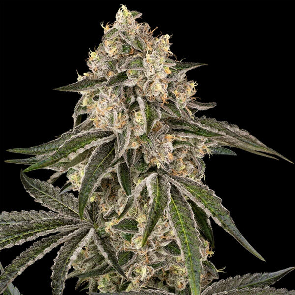 Sunset Peach feminizada de Sensi Seeds
