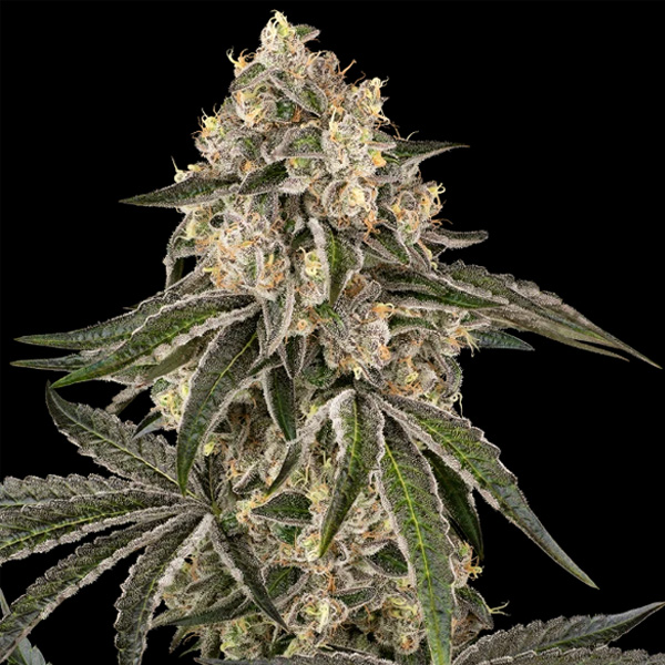 Sunset Peach feminizada de Sensi Seeds