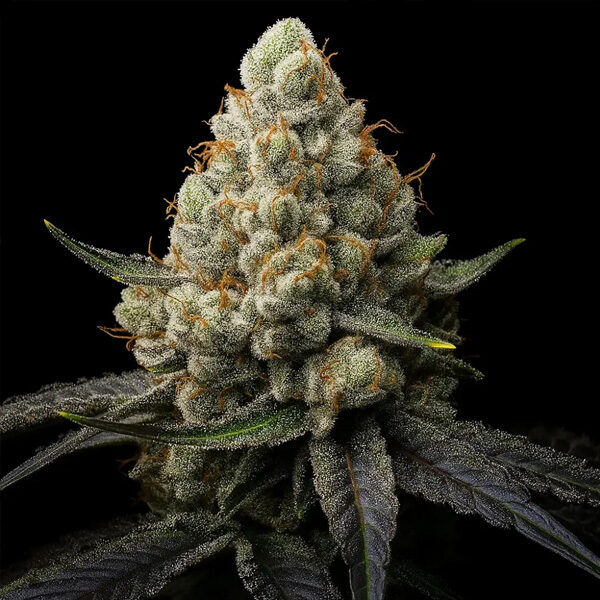 Sunshine Citrus Triploid feminizada de Triploid Genetics