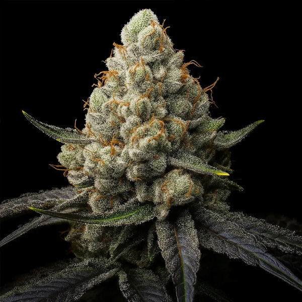 Sunshine Citrus Triploid feminizada de Triploid Genetics