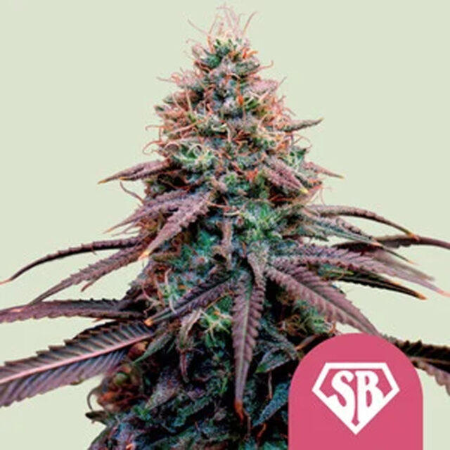 Super Boof feminizada de Royal Queen