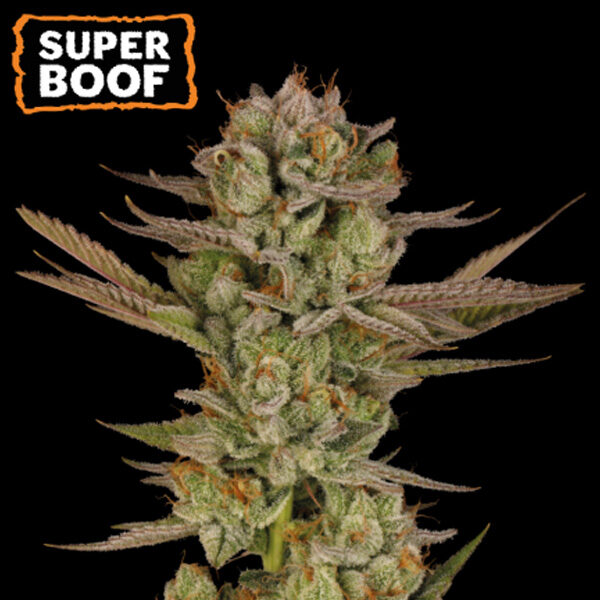Super Boof feminizada de Seedstockers