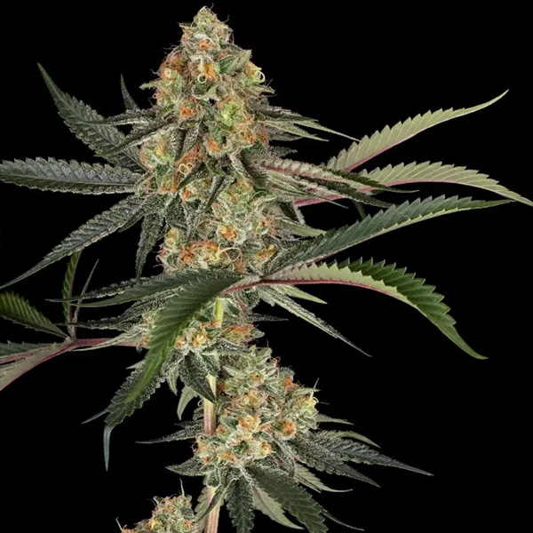 Super Lemon Cherry feminizada de Sensi Seeds