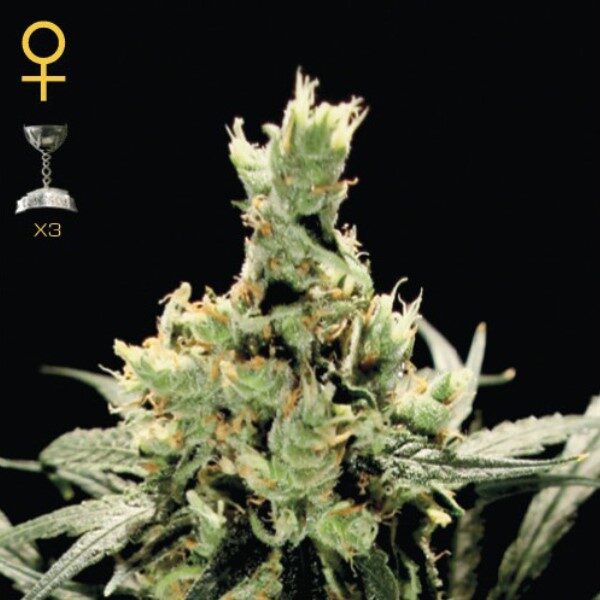 Super Lemon Haze feminizada de Green House