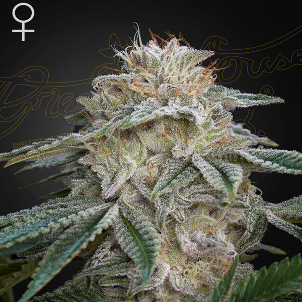 Super Lemon Haze X Gmo feminizada de Green House