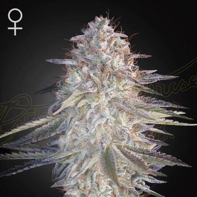 Super Lemon Haze X Pink Candy feminizada de Green House