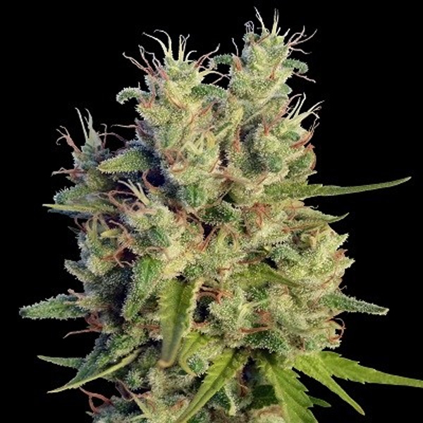 Super Malawi Haze feminizada de Ace Seeds
