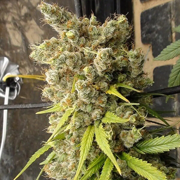 Super Malawi Haze regular de Ace Seeds