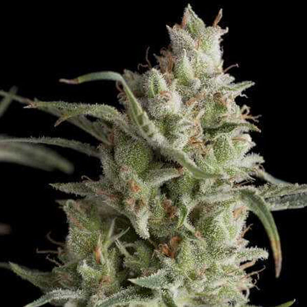 Super OG Kush regular de Pyramid Seeds