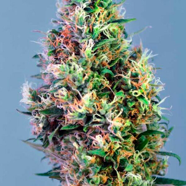 Super Pineapple Haze feminizada de Garden Of Green Seeds