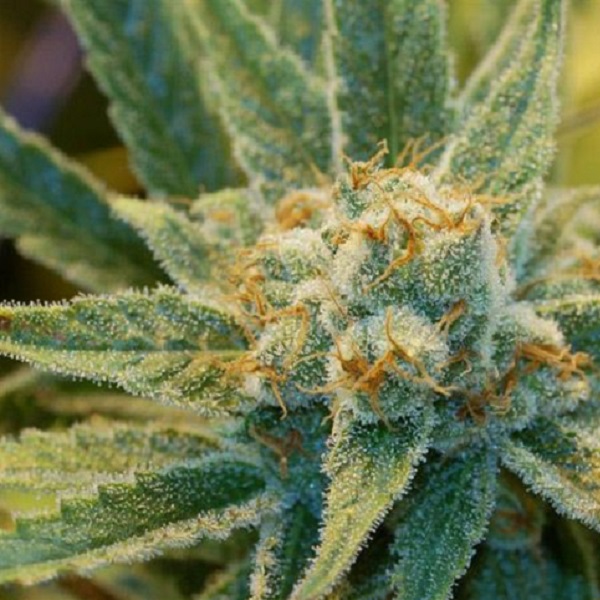 Super Silver Haze regular de Mr. Nice