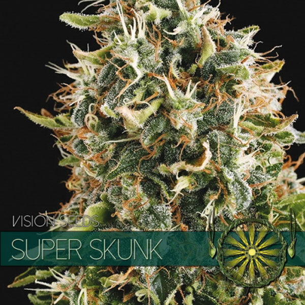 Super Skunk feminizada de Vision Seeds