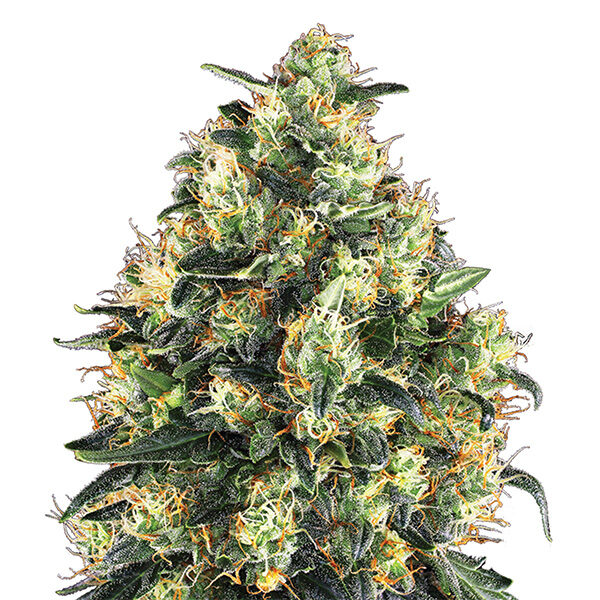Super Skunk feminizada de Nirvana