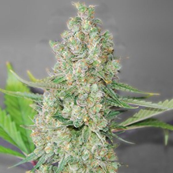 Super Skunk feminizada de G13 Labs