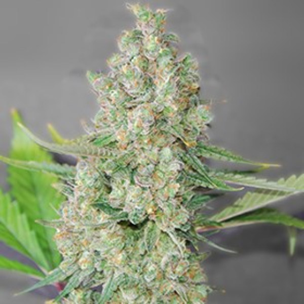 Super Skunk feminizada de G13 Labs