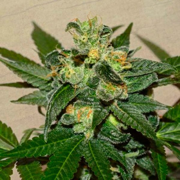 Super Skunk Kush feminizada de Garden Of Green Seeds