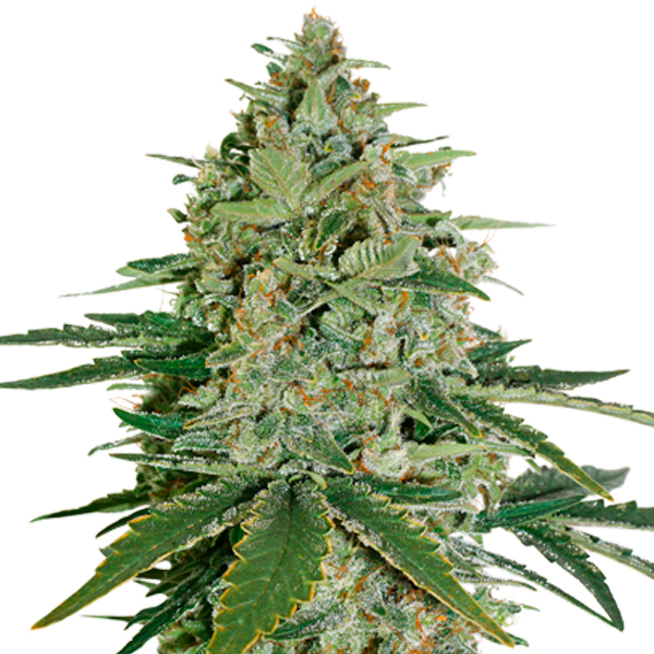 Super Skunk feminizada de Seedstockers
