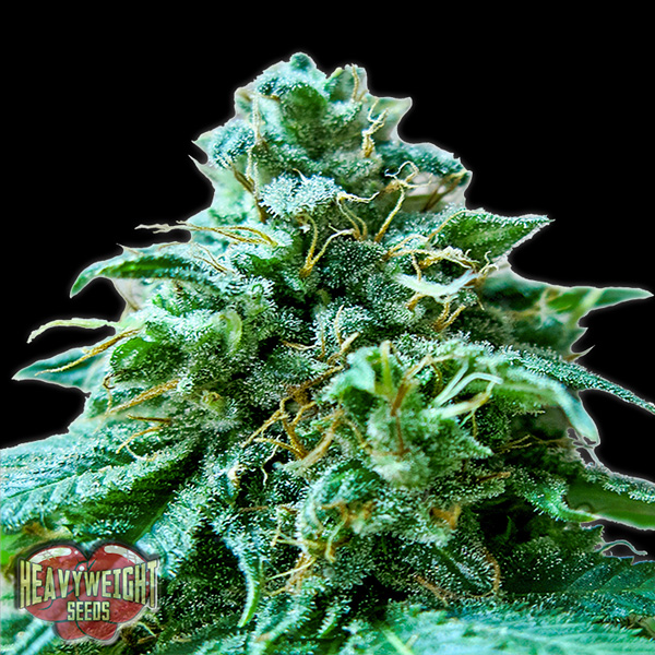 Superb OG feminizada de Heavyweight Seeds