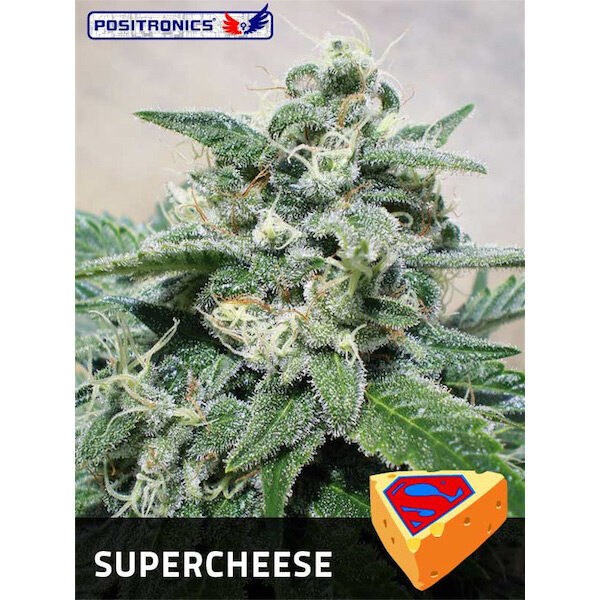 Supercheese feminizada de Positronics Seeds