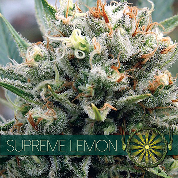 Supreme Lemon feminizada de Vision Seeds