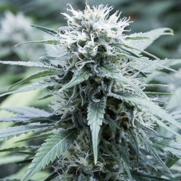 Sweet Amnesia feminizada de G13 Labs