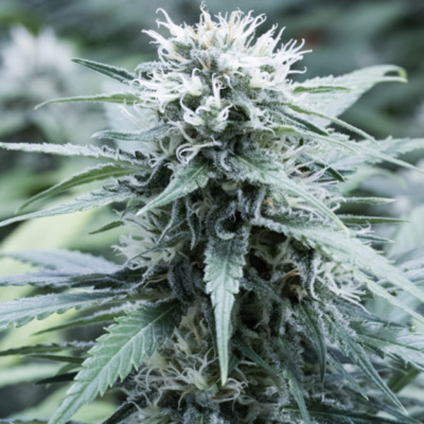 Sweet Amnesia feminizada de G13 Labs