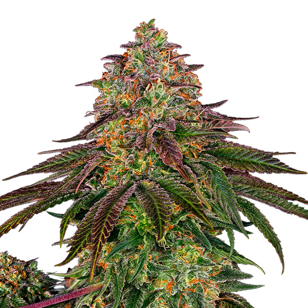 Sweet Cherry Kush feminizada de Sensi Seeds