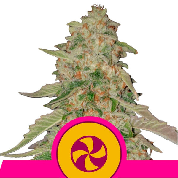 Sweet Zkittlez feminizada de Royal Queen