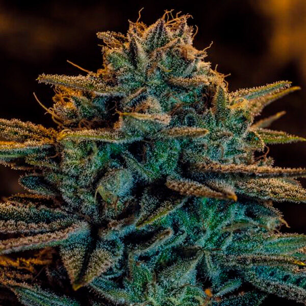 Sweet Zombie feminizada de Expert Seeds