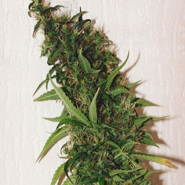 Swiss Xt feminizada de K.c. Brains
