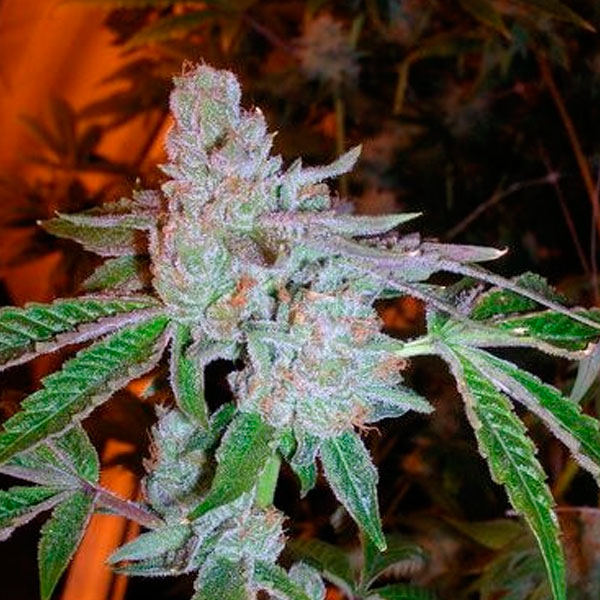 Tahoe OG Kush feminizada de The Cali Connection