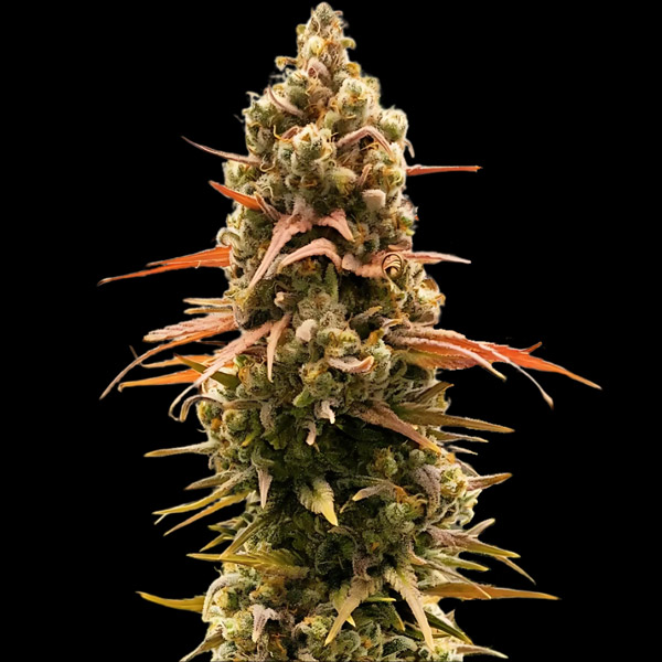 Taipan Moonbow feminizada de Empire Seeds Bank