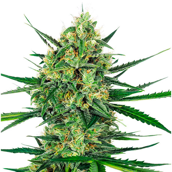 Tangerine Sugar feminizada de Sensi Seeds