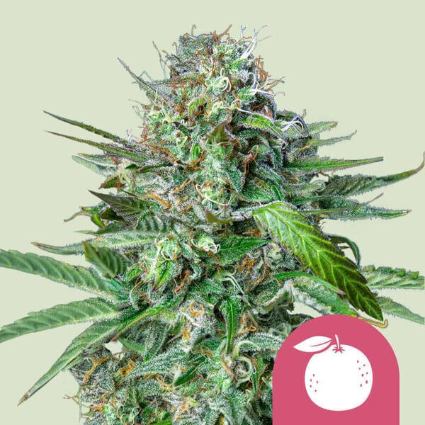Tangie feminizada de Royal Queen
