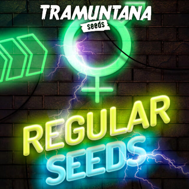 Tangie Runtz X Zkittlez regular de Tramuntana