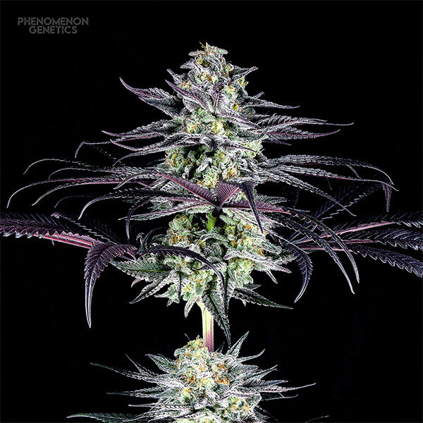 Tangoz feminizada de Phenomenom Genetics