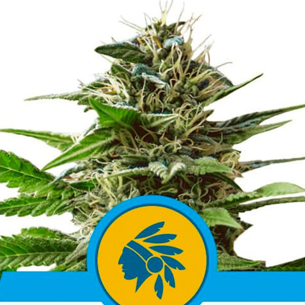 Tatanka Pure CBD feminizada de Royal Queen