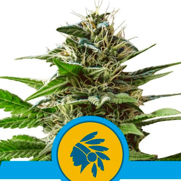 Tatanka Pure CBD feminizada de Royal Queen