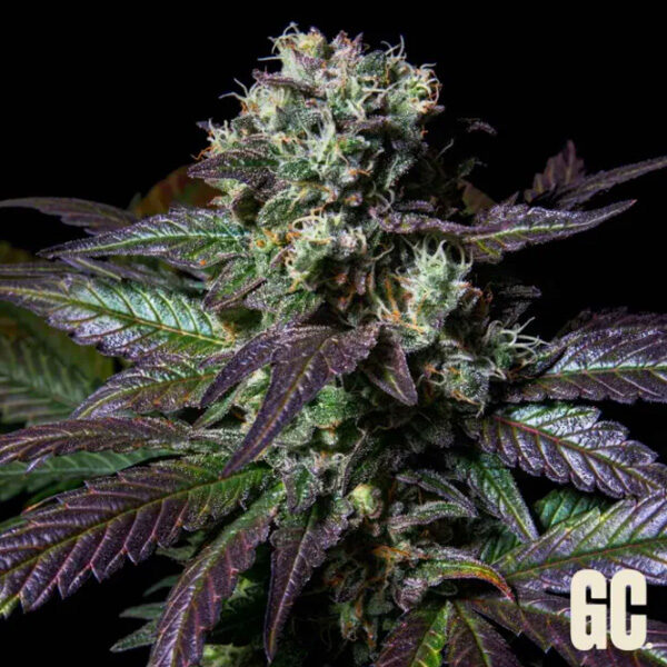 Tatin feminizada de Grand Cru Genetics