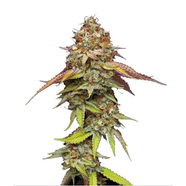 Terp & Tonic feminizada de Seedstockers