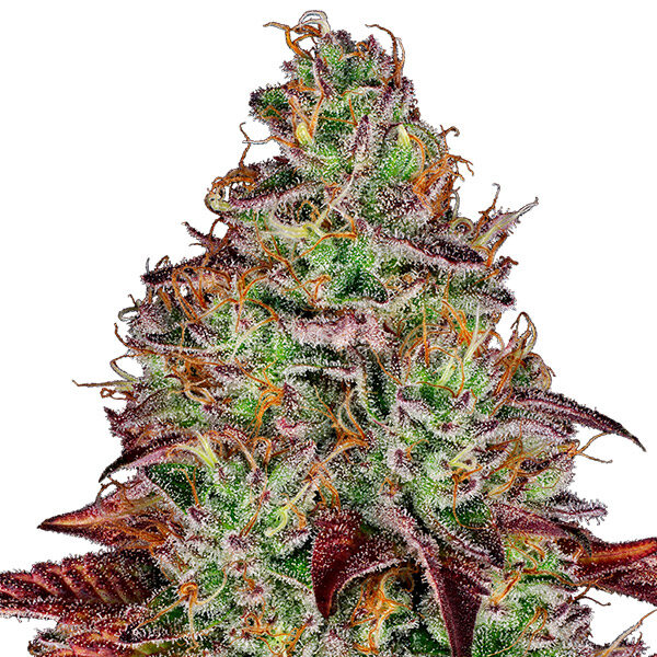 Tezla OG feminizada de Sensi Seeds Research